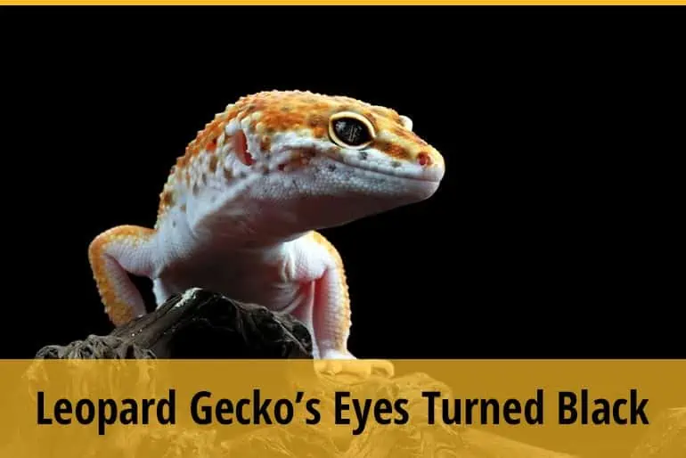 Why Do Leopard Gecko's Eyes Turn Black?