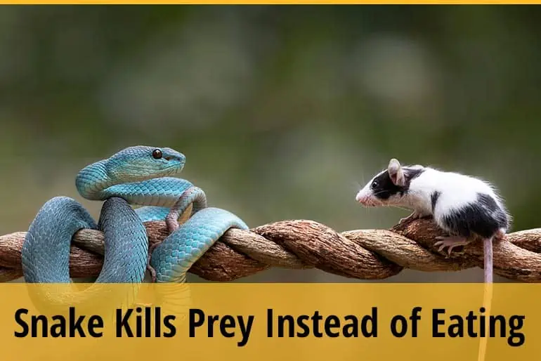 Why do Snakes Kill Prey But Won't Eat It?