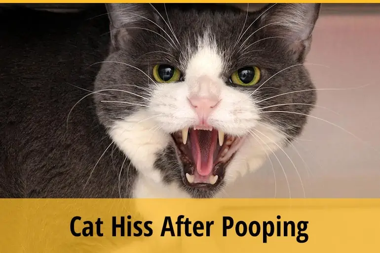 Why Do Cats Hiss After Pooping?