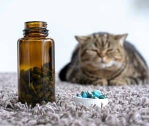 Why do Cats Refuse to Eat After a Convenia Injection? | ZooAwesome