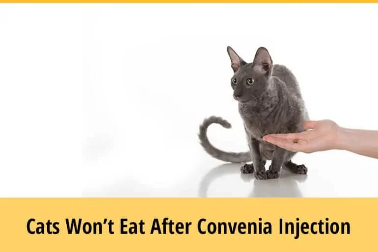 Why do Cats Refuse to Eat After a Convenia Injection?
