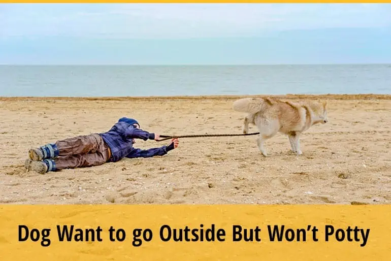 Why do Dogs Whine to go Out But Will Not Go Potty?
