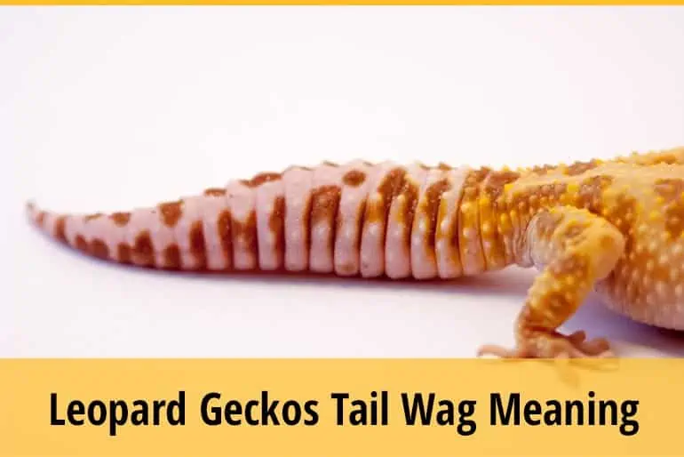 Why do Leopard Gecko's Tail Wag?