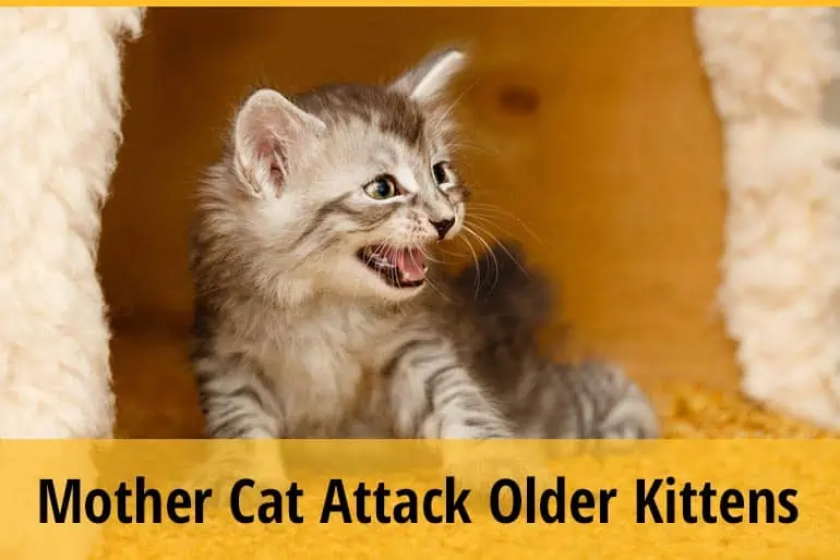 Why do Mother Cats Attack Their Older Kittens?