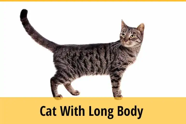 Why Is My Cat So Long?