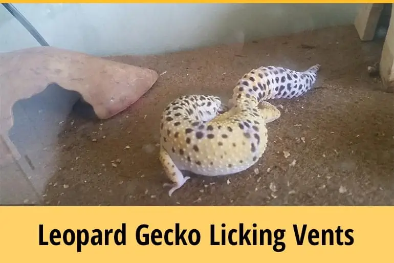 Why Is My Leopard Gecko Licking His Bum