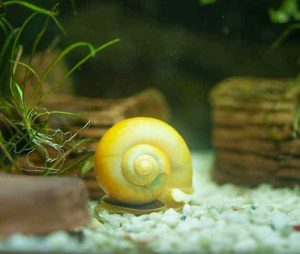 Do Mystery Snails Need Company? ZooAwesome