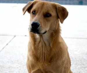 Golden Retriever Rhodesian Ridgeback Mix (Golden Ridgeback) Info ...