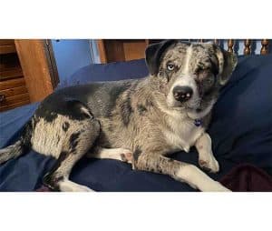 Australian Shepherd Catahoula Leopard Mix (Ausahoula) Info, Pictures