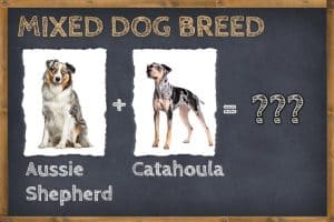 Australian Shepherd Catahoula Leopard Mix (Ausahoula) Info, Pictures