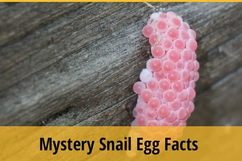 Mystery Snail Egg Facts You Must Know