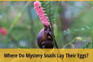 Where Do Mystery Snails Lay Their Eggs? | ZooAwesome