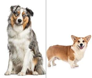 Australian Shepherd Corgi Mix (Aussie-Corgi) Info, Pictures, & Facts