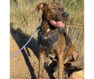 Doberman Pitbull Mix (Pit Pinscher) Info, Pictures, & Facts | ZooAwesome