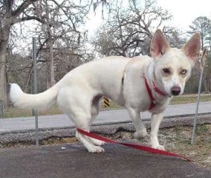 Husky Chihuahua Mix (Husky-Chi) Info, Pictures, & Facts | ZooAwesome