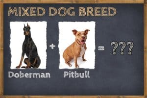 Doberman Pitbull Mix (Pit Pinscher) Info, Pictures, & Facts | ZooAwesome
