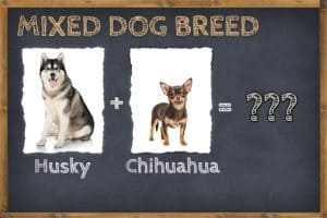 Husky Chihuahua Mix (Husky-Chi) Info, Pictures, & Facts | ZooAwesome