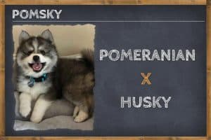 Husky Pomeranian Mix (Pomsky) Info, Pictures, & Facts | ZooAwesome