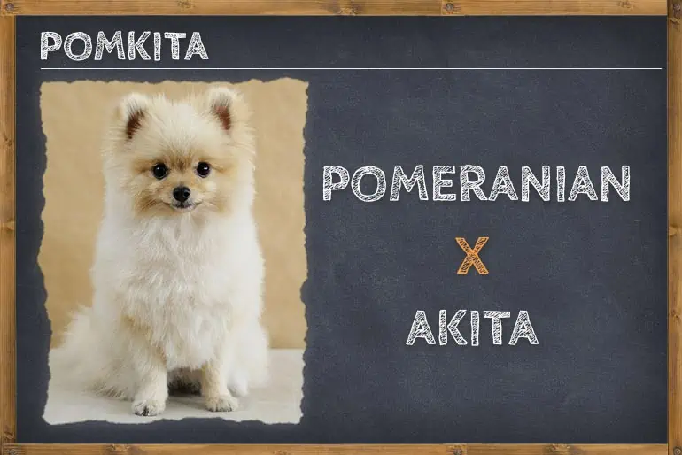 Akita Pomeranian Mix (PomKita)
