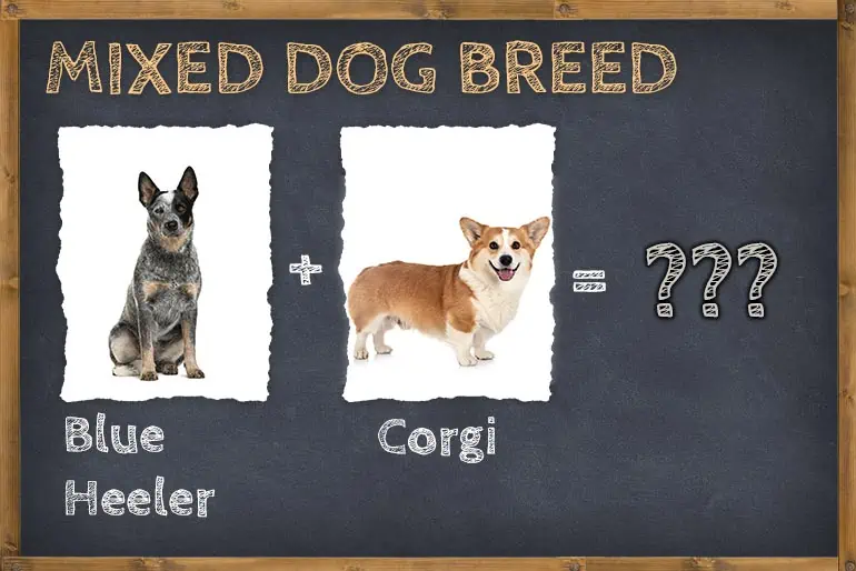 Blue Heeler Corgi Mix (Corgi Cattle Dog)