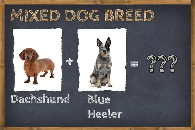 Blue Heeler Dachshund Mix (Doxie Heeler)