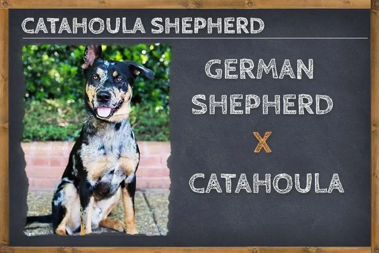 Catahoula German Shepherd Mix (Catahoula Shepherd)