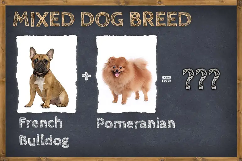 French Bulldog Pomeranian Mix