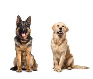 German Shepherd Golden Retriever Mix (Golden Shepherd) - Info, Pictures