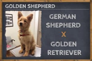 German Shepherd Golden Retriever Mix (Golden Shepherd) - Info, Pictures