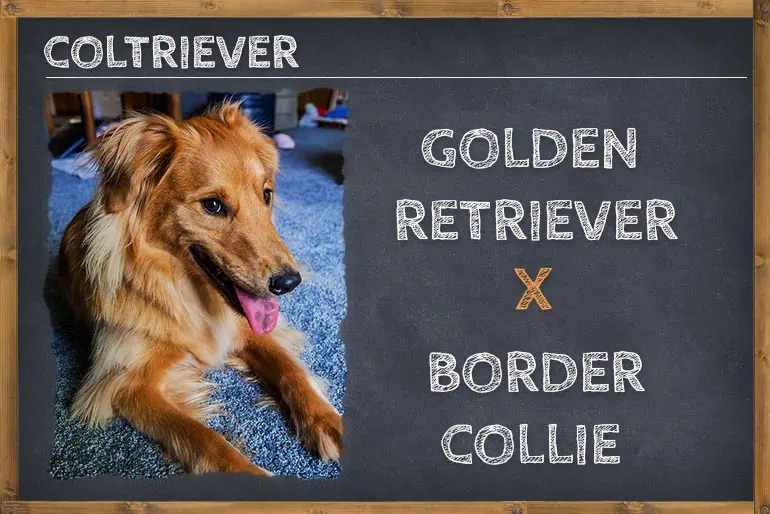 Golden Retriever Border Collie Mix (Coltriever)