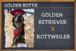 Golden Retriever Rottweiler Mix (Golden Rottie Retriever) - Info ...