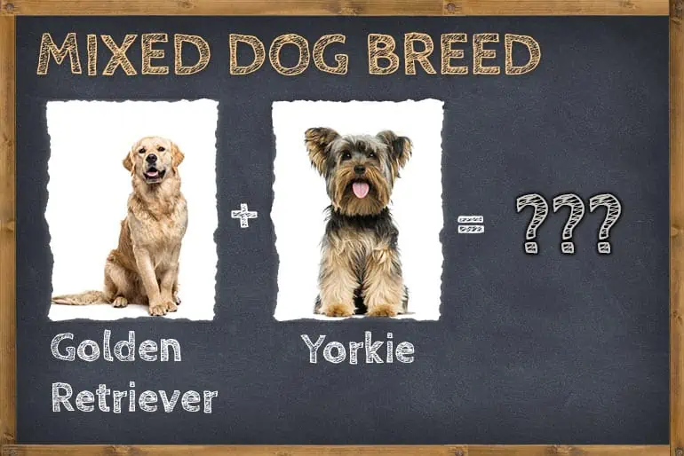 Golden Retriever Yorkie Mix (Goldenshire)