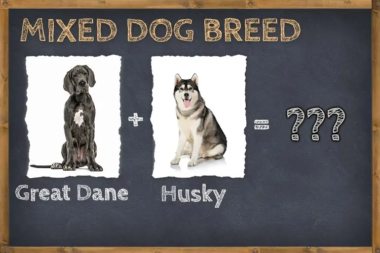 Great Dane Husky (Great Danesky)