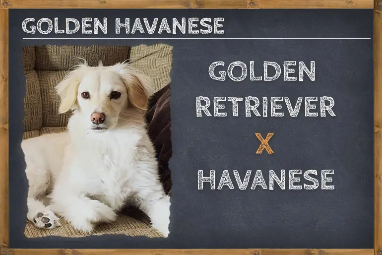 Havanese Golden Retriever Mix (Golden Havanese)