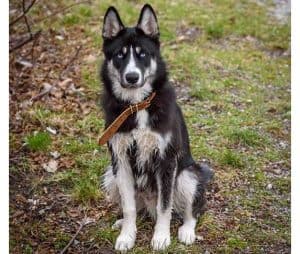 Husky Border Collie Mix (Border Husky) - Info, Pictures, & Facts