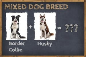 Husky Border Collie Mix (Border Husky) - Info, Pictures, & Facts