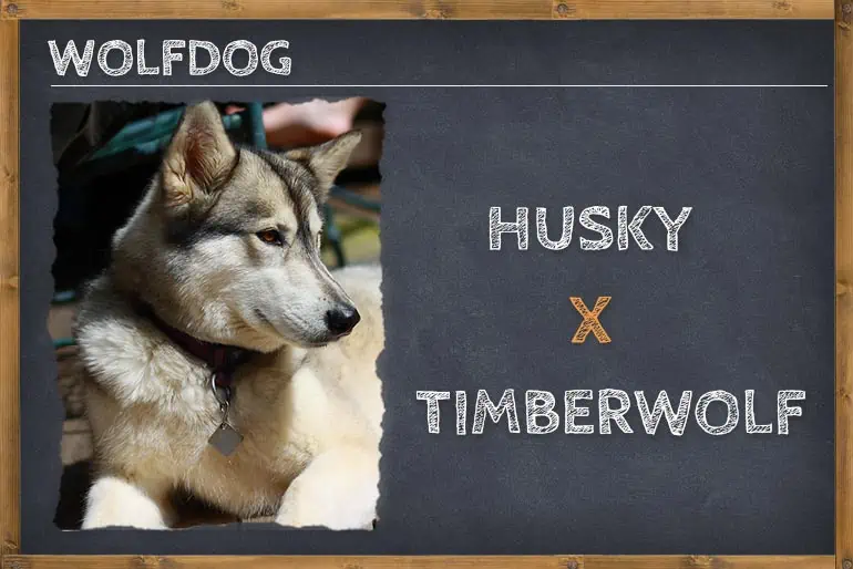 Husky Timber Wolf Mix (Wolfdog)