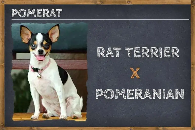 Pomeranian Rat Terrier Mix (Pomerat)