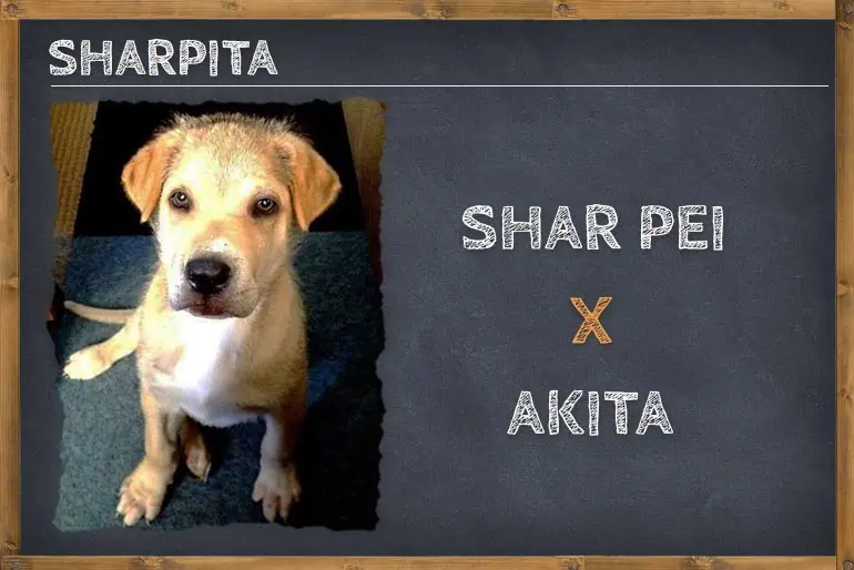 Shar Pei Akita Mix (Sharpita)