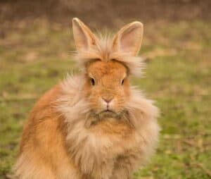 Popular Pet Rabbit Breeds and Their Needs | ZooAwesome