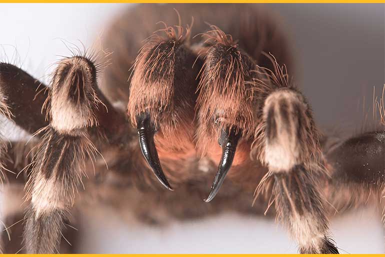 27 Of Handlers Develop Them Facts About Tarantula Venom Allergies You 27 Of Handlers Develop Them Facts About Tarantula Venom Allergies You