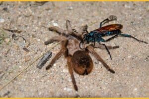 Hunter Becomes Hunted: What Eats Tarantulas in the Wild? | ZooAwesome